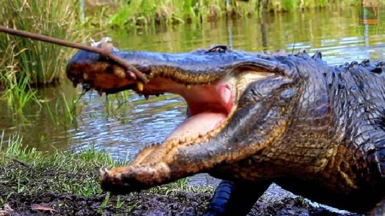 മൃഗശാലയില് നിന്ന് കാണാതായ മുതലയെ 20 വര്ഷത്തിന് ശേഷം കണ്ടെത്തി മൃഗശാലയില് നിന്ന് കാണാതായ മുതലയെ 20 വര്ഷത്തിന് ശേഷം കണ്ടെത്തി