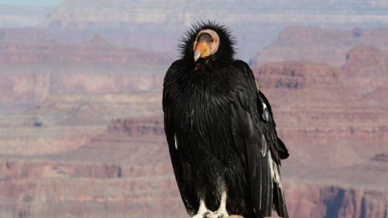 പുരുഷസഹായമില്ലാതെ കുഞ്ഞുങ്ങൾക്ക് ജന്മം നൽകി കാലിഫോർണിയൻ കോണ്ടോറുകൾ, അമ്പരന്ന് ഗവേഷകര് പുരുഷസഹായമില്ലാതെ കുഞ്ഞുങ്ങൾക്ക് ജന്മം നൽകി കാലിഫോർണിയൻ കോണ്ടോറുകൾ, അമ്പരന്ന് ഗവേഷകര്
