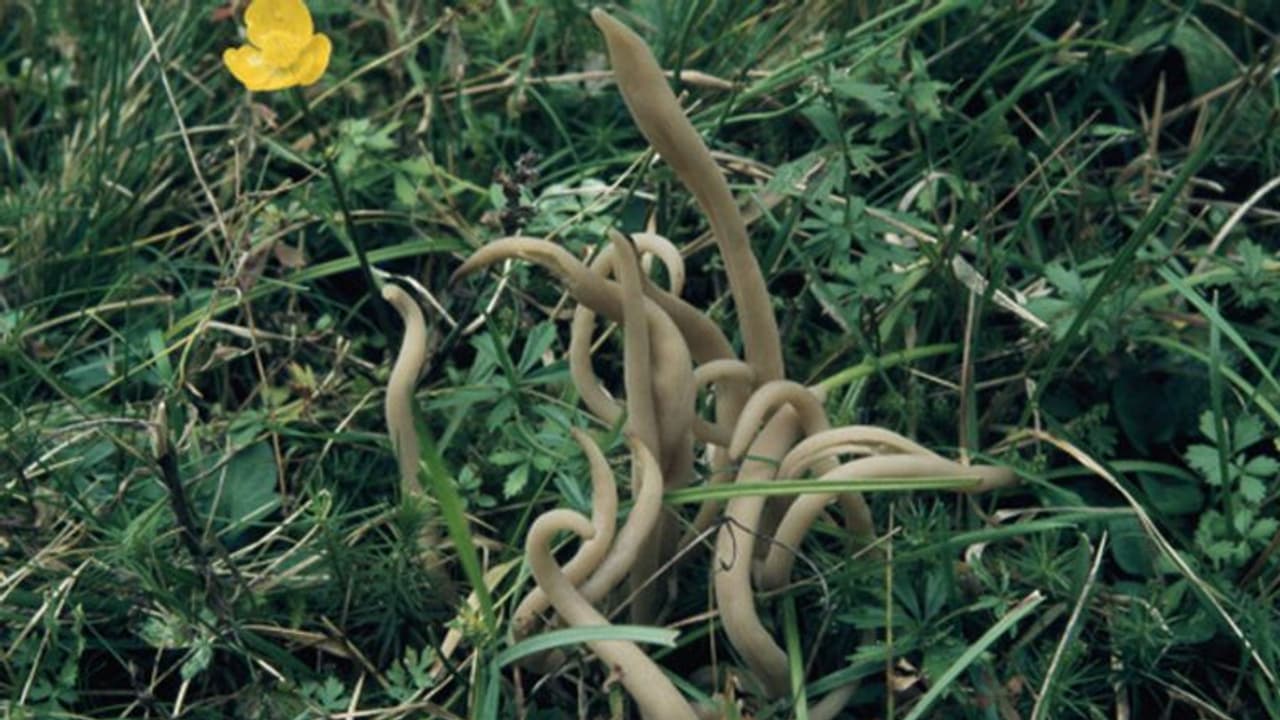 सड़क पर उगे इस पौधे को देखकर डरे लोग, ट्विटर यूजर्स ने कहा ये तो मरे हुए इंसान की उंगलियां हैं