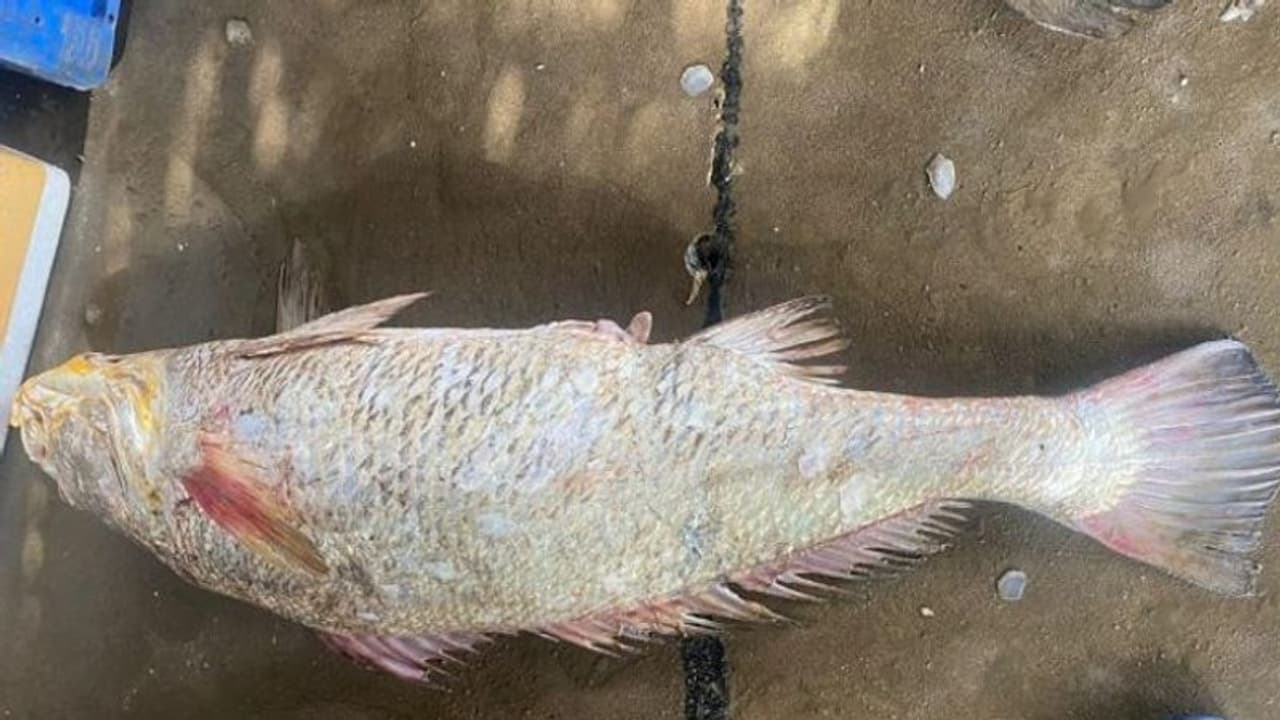 అంతర్వేదిలో రూ. 2.60 లక్షలు పలికిన కచిడి మగ చేప.. ఆ చేపకు అంతా డిమాండ్ ఎందుకంటే..?