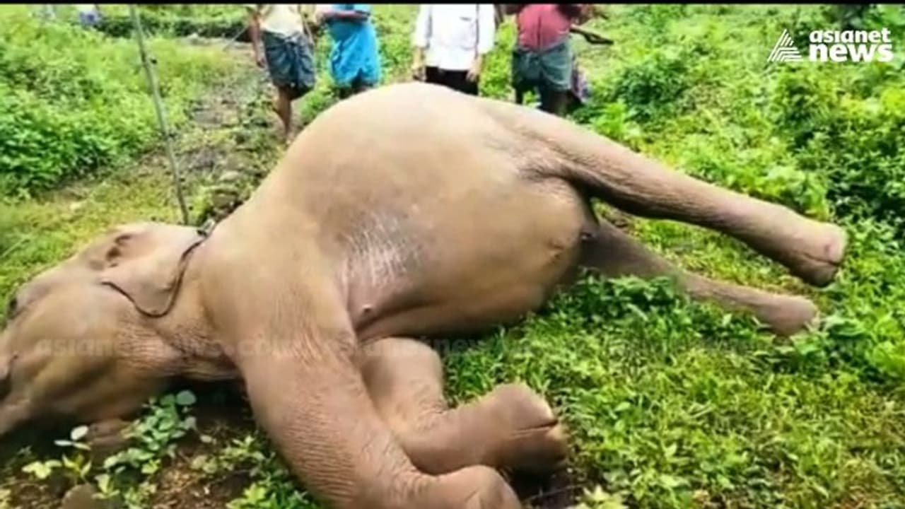 കുട്ടിക്കൊമ്പൻ ഷോക്കേറ്റ് ചരിഞ്ഞ നിലയിൽ, കണ്ടെത്തിയത് സ്വകാര്യവ്യക്തിയുടെ പറമ്പിന് സമീപം കുട്ടിക്കൊമ്പൻ ഷോക്കേറ്റ് ചരിഞ്ഞ നിലയിൽ, കണ്ടെത്തിയത് സ്വകാര്യവ്യക്തിയുടെ പറമ്പിന് സമീപം