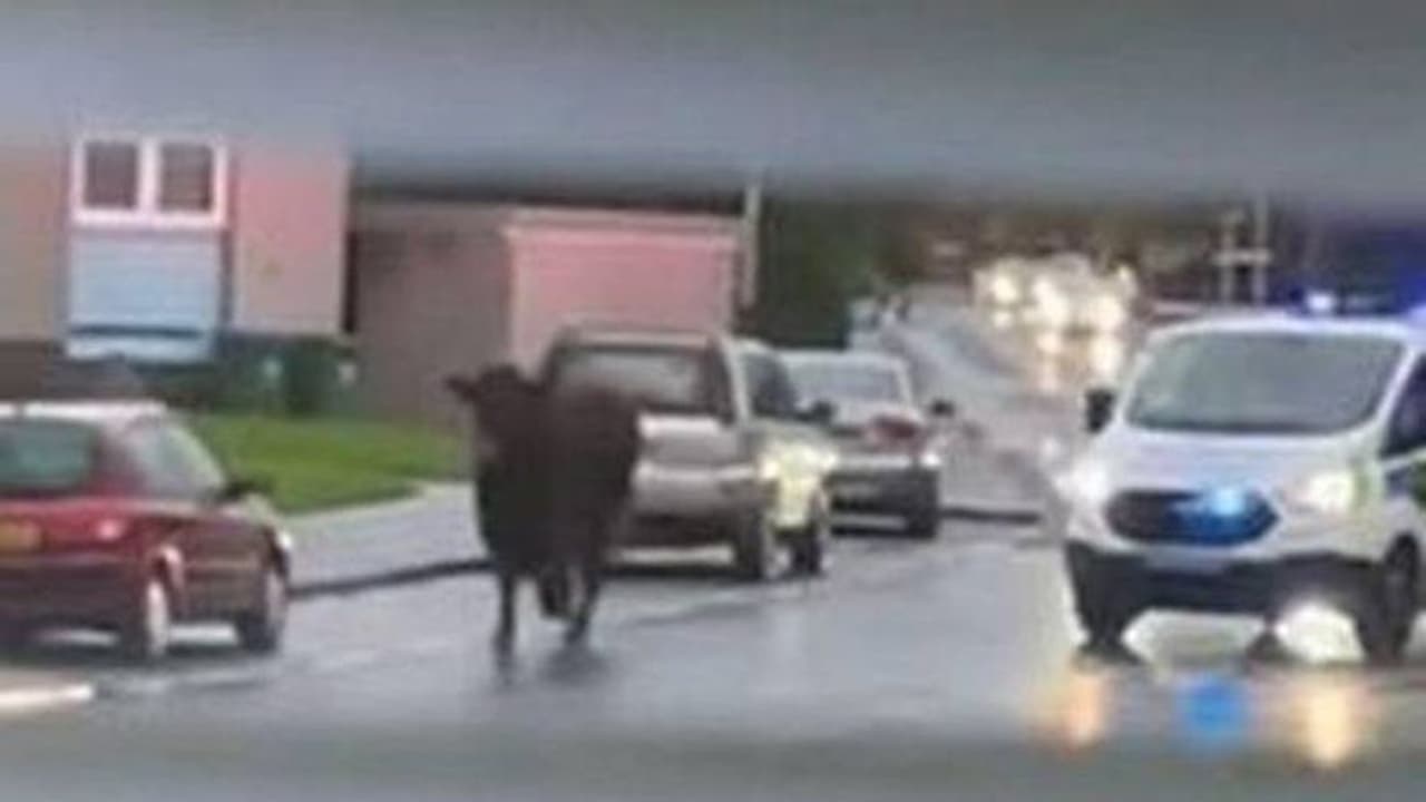 അറവുശാലയിൽ നിന്നും ഓടി രക്ഷപ്പെട്ട് കാള, പിന്നാലെ ലൈറ്റും തെളിച്ച് പാഞ്ഞ് പൊലീസ്, പരിഭ്രാന്തരായി ജനം, ഒടുവിൽ അറവുശാലയിൽ നിന്നും ഓടി രക്ഷപ്പെട്ട് കാള, പിന്നാലെ ലൈറ്റും തെളിച്ച് പാഞ്ഞ് പൊലീസ്, പരിഭ്രാന്തരായി ജനം, ഒടുവിൽ