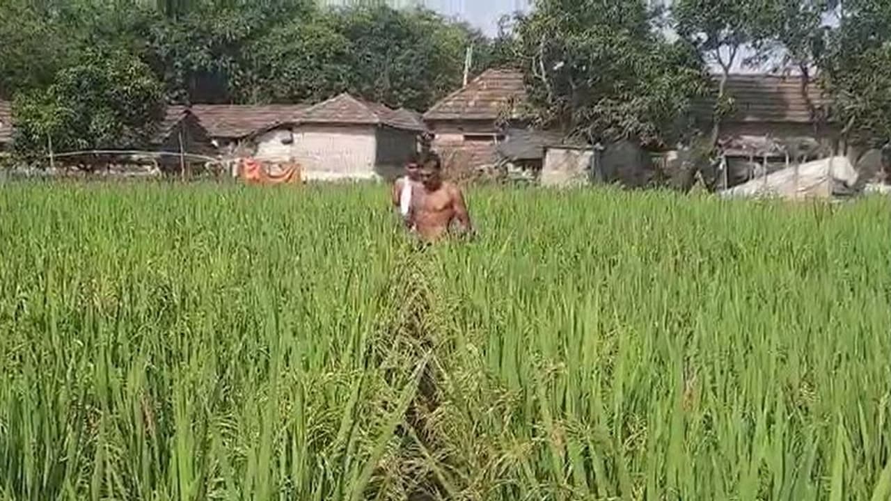 TMC Leader Keeps Promise ছিল না রাস্তা, আল বেয়েই চলত যাতায়াত, ভোটের প্রচারে দেওয়া কথা রাখলেন তৃণমূল নেতা TMC Leader Keeps Promise ছিল না রাস্তা, আল বেয়েই চলত যাতায়াত, ভোটের প্রচারে দেওয়া কথা রাখলেন তৃণমূল নেতা