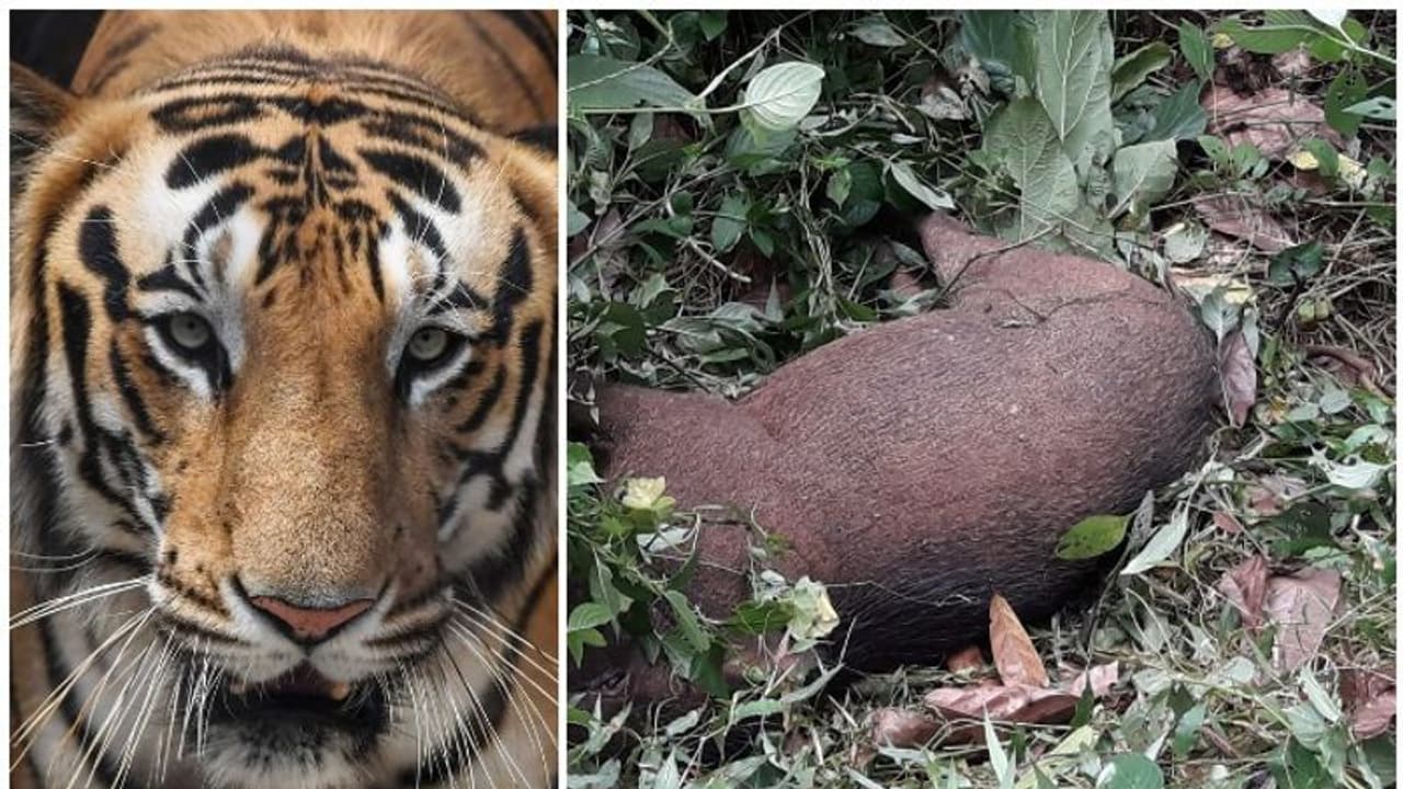 കരുവാരകുണ്ടില് പട്ടാപ്പകല് കാട്ടുപന്നിയെ വേട്ടയാടി കടുവ; നാട്ടുകാര് ഭീതിയില്, വീഡിയോ കരുവാരകുണ്ടില് പട്ടാപ്പകല് കാട്ടുപന്നിയെ വേട്ടയാടി കടുവ; നാട്ടുകാര് ഭീതിയില്, വീഡിയോ