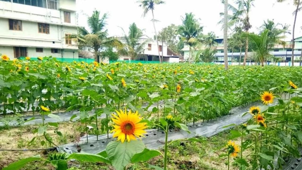 പൂക്കളെ സ്നേഹിയ്ക്കുന്നവർക്കായി ഇനി ഒരാഴ്ച സൂര്യകാന്തി പൂക്കാലം പൂക്കളെ സ്നേഹിയ്ക്കുന്നവർക്കായി ഇനി ഒരാഴ്ച സൂര്യകാന്തി പൂക്കാലം