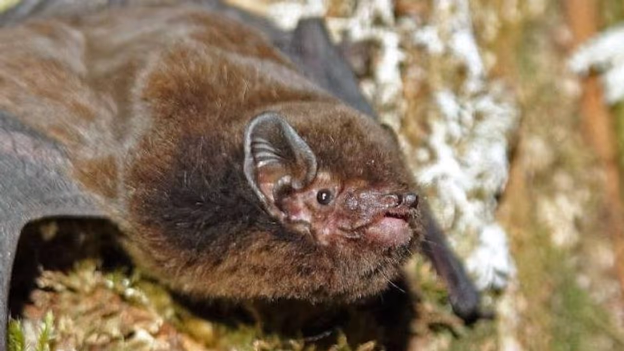 ന്യൂസിലാന്ഡില് 'ഈ വര്ഷത്തെ പക്ഷി'യായി തെരഞ്ഞെടുത്തത് വവ്വാലിനെ, ഇത് അംഗീകരിക്കാനാവില്ലെന്ന് പക്ഷിപ്രേമികള് ന്യൂസിലാന്ഡില് 'ഈ വര്ഷത്തെ പക്ഷി'യായി തെരഞ്ഞെടുത്തത് വവ്വാലിനെ, ഇത് അംഗീകരിക്കാനാവില്ലെന്ന് പക്ഷിപ്രേമികള്