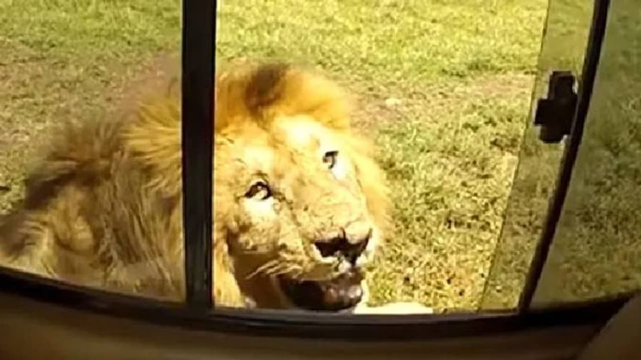 ಕಂಡವ್ರ ಹೆಂಡ್ತಿ ಮೇಲೆ ಕಣ್ಣು ಹಾಕೋದ್ರಲ್ಲಿ ಈ ಸಿಂಹ ಏನು ಕಮ್ಮಿ ಇಲ್ಲ