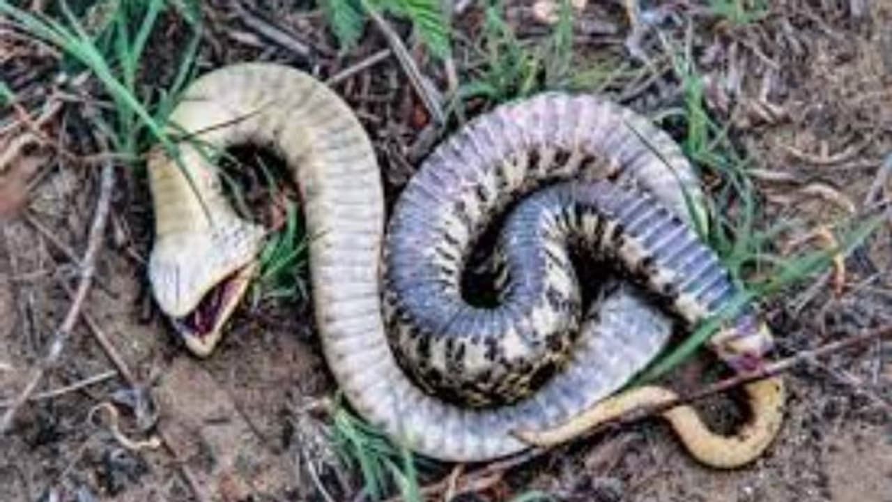 മൃഗങ്ങളിലെ നമ്പർ വൺ ആക്ടർ, ഈ പാമ്പുകളുടെ അഭിനയത്തിൽ ആരും വീഴും