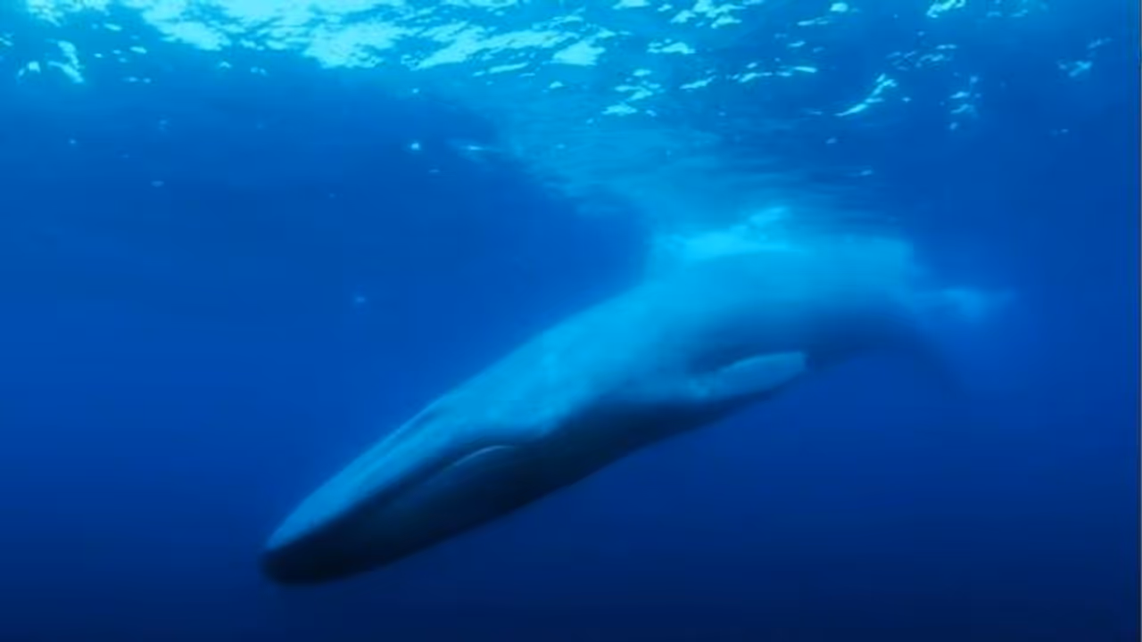 ഏകാന്തതയുടെ സങ്കടക്കടലിൽ അവൻ ഒറ്റയ്ക്കാണ്, ലോകത്തിലെ ഏറ്റവും ഒറ്റപ്പെട്ട തിമിം​ഗലത്തിന്റെ വേദനാജനകമായ കഥ!