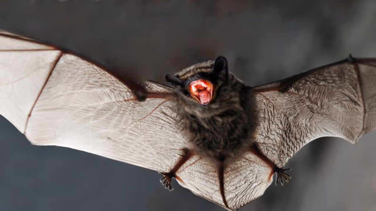 വവ്വാലിന്റെ കടിയേറ്റ കുഞ്ഞിന് പേവിഷബാധ