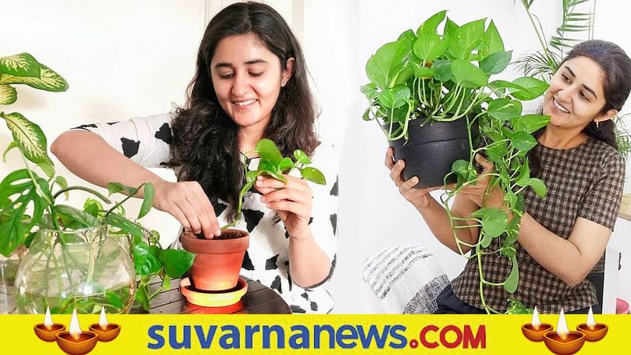 ನೀವು ಮನಿ ಪ್ಲಾಂಟ್ ನೆಡಬೇಕೇ..ಹಾಗಿದ್ದರೆ ಈ ತಪ್ಪು ಮಾಡಬೇಡಿ..!!! ನೀವು ಮನಿ ಪ್ಲಾಂಟ್ ನೆಡಬೇಕೇ..ಹಾಗಿದ್ದರೆ ಈ ತಪ್ಪು ಮಾಡಬೇಡಿ..!!!