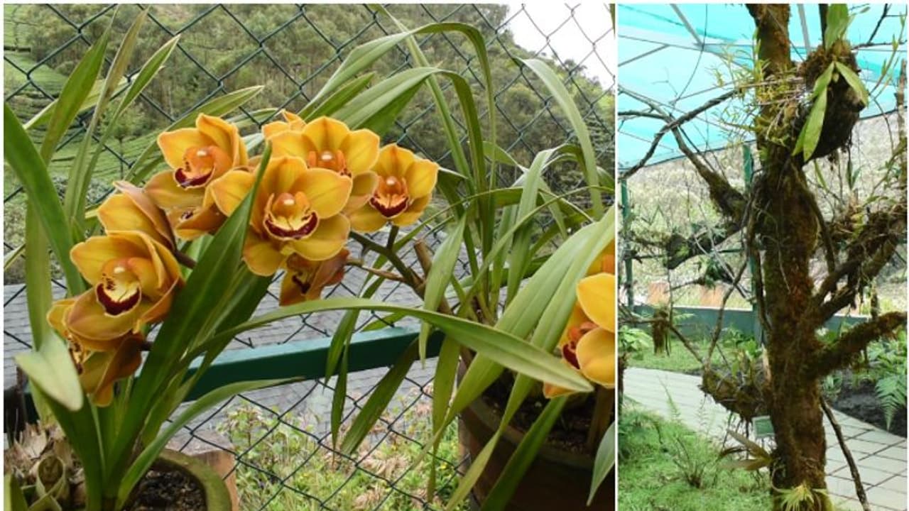 ഇരവികുളം ദേശീയോദ്യാനത്തില്‍ ഓര്‍ക്കിഡുകളുടെ വിസ്മയ കാഴ്ചയൊരുക്കി വനംവകുപ്പ്