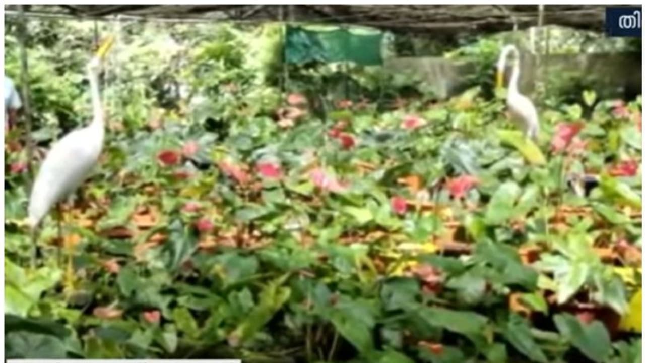 തിരുവനന്തപുരത്ത് സിസിടിവി മറച്ച് വിലകൂടിയ ചെടികള് മോഷ്ടിച്ചു; രാഷ്ട്രപതിയുടെ അവാര്ഡ് കിട്ടിയ ചെടിയും പോയി തിരുവനന്തപുരത്ത് സിസിടിവി മറച്ച് വിലകൂടിയ ചെടികള് മോഷ്ടിച്ചു; രാഷ്ട്രപതിയുടെ അവാര്ഡ് കിട്ടിയ ചെടിയും പോയി