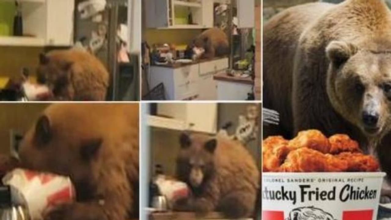 വിശന്ന് വലഞ്ഞ കരടി അടുക്കളയിൽ അതിക്രമിച്ച് കയറി കെഎഫ്‌സി ചിക്കന്‍ അകത്താക്കി; വീഡിയോ