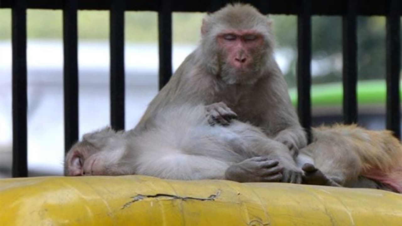 കുരങ്ങിന് മേൽ വാഹനമിടിച്ചു, ബസ് ഡ്രൈവർക്ക് രണ്ടര ലക്ഷം രൂപ പിഴ കുരങ്ങിന് മേൽ വാഹനമിടിച്ചു, ബസ് ഡ്രൈവർക്ക് രണ്ടര ലക്ഷം രൂപ പിഴ