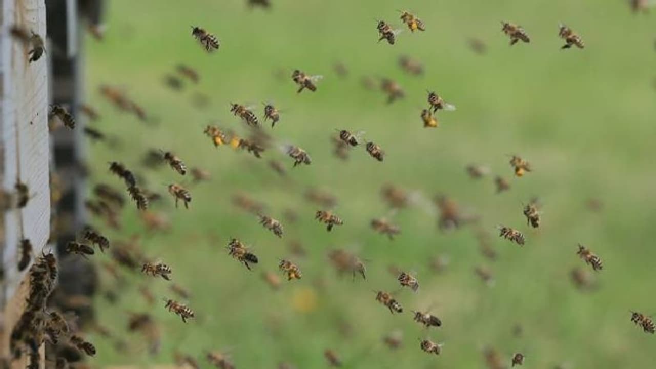 തേനീച്ചക്കൂട്ടത്തെ പേടിച്ച് തടാകത്തിലേക്ക് ചാടി, പിരാനമത്സ്യത്തിന്റെ ആക്രമണം, യുവാവിന് ദാരുണാന്ത്യം