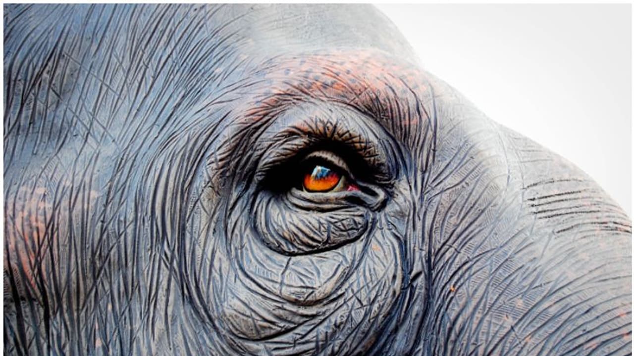 കടുത്ത ആന പ്രേമം, ആനയെ കാണാനും ഒത്താൽ വാങ്ങാനുമായി നാടുവിട്ട് വിദ്യാർത്ഥികൾ; ഒടുവിൽ സംഭവിച്ചത്..! കടുത്ത ആന പ്രേമം, ആനയെ കാണാനും ഒത്താൽ വാങ്ങാനുമായി നാടുവിട്ട് വിദ്യാർത്ഥികൾ; ഒടുവിൽ സംഭവിച്ചത്..!