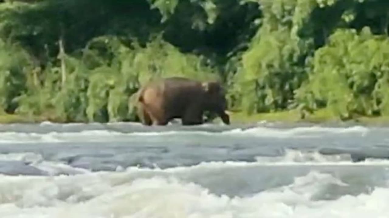 അയ്യംപുഴയില് വന്യമൃഗശല്യം:സമരത്തിനൊരുങ്ങി നാട്ടുകാര്, പരിഹരിക്കുമെന്ന് വനം വകുപ്പ് അയ്യംപുഴയില് വന്യമൃഗശല്യം:സമരത്തിനൊരുങ്ങി നാട്ടുകാര്, പരിഹരിക്കുമെന്ന് വനം വകുപ്പ്