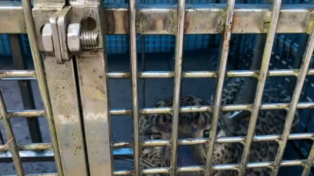 ജനവാസ മേഖലയെ വിറപ്പിച്ച പുലി കെണിയിൽ വീണു; കാട്ടിലേക്ക് തുറന്നുവിടും