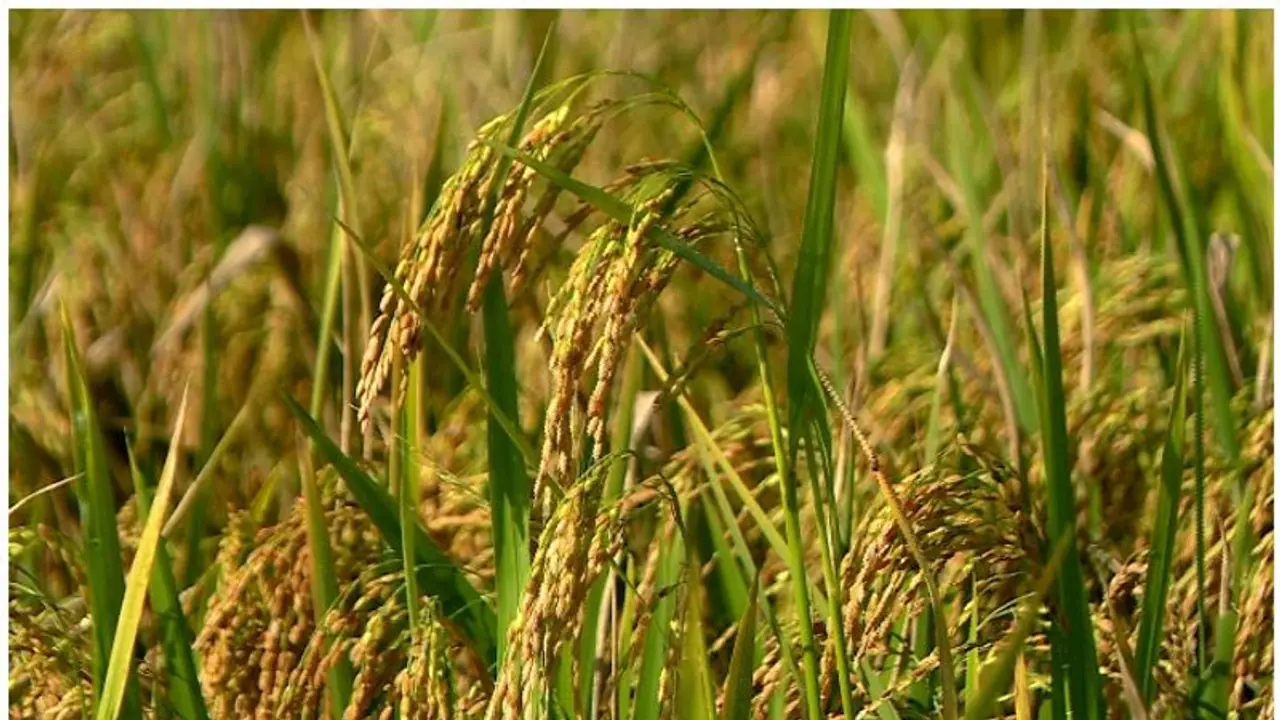 RNR Paddy Crop : ಗಡಿಜಿಲ್ಲೆಯಲ್ಲಿ ಮಧುಮೇಹಿ ಅಕ್ಕಿ ಬಂಪರ್‌ ಇಳುವರಿ!