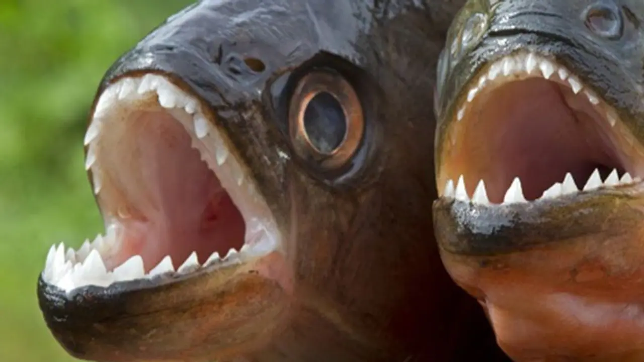 चेहरा, कान और पेट गायब था, आधी अधूरी लाश देखकर गांववालों को पता चला पानी में रहता है खतरनाक जीव चेहरा, कान और पेट गायब था, आधी अधूरी लाश देखकर गांववालों को पता चला पानी में रहता है खतरनाक जीव