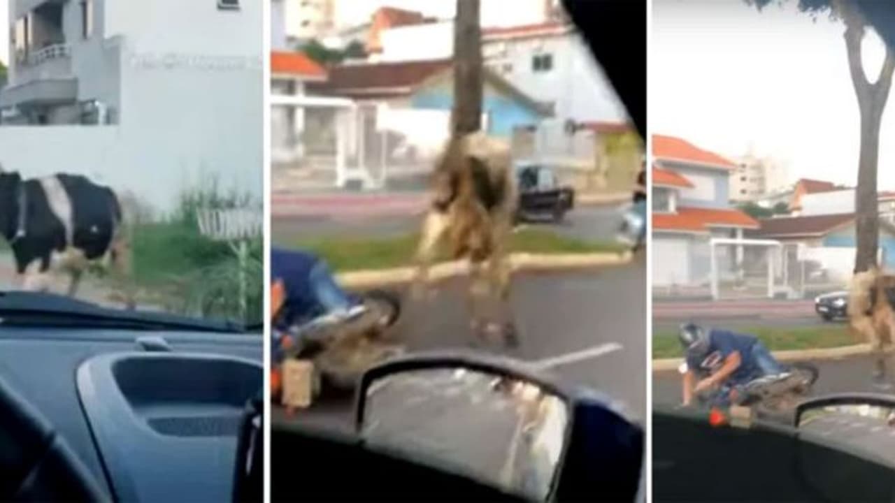 ബൈക്ക് യാത്രികനെ ഇടിച്ചിട്ട് 'രോഷാകുലയായ' പശു, അമ്പരപ്പിക്കും ദൃശ്യങ്ങള്‍!