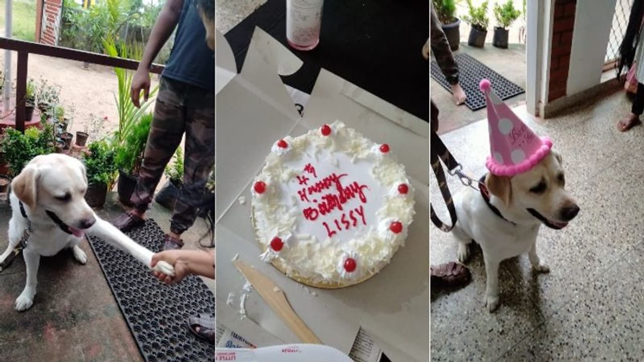 പൊലീസ് നായ ലിസിയുടെ ജന്മദിനാഘോഷം ശിശുപരിചരണ കേന്ദ്രത്തിൽ പൊലീസ് നായ ലിസിയുടെ ജന്മദിനാഘോഷം ശിശുപരിചരണ കേന്ദ്രത്തിൽ
