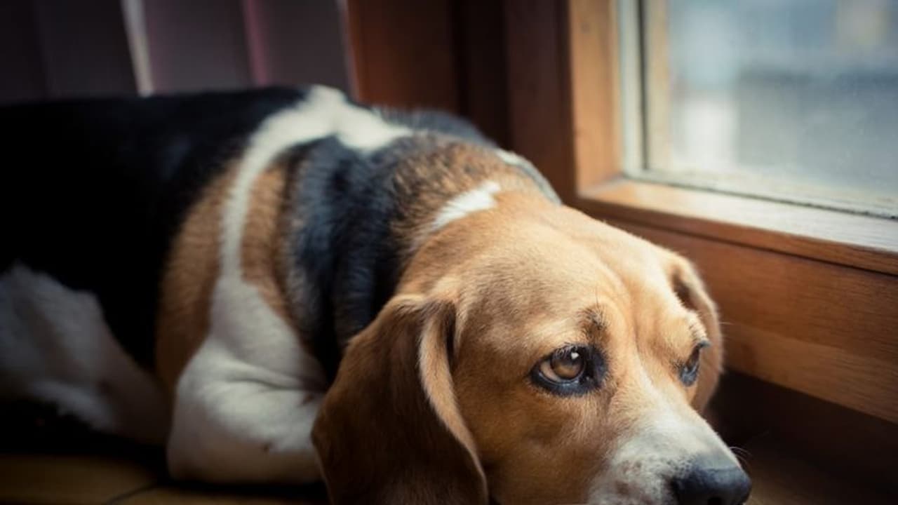 covid 19| കൊവിഡ് 19; ആൽഫ വകഭേദം നായ്ക്കളിലും പൂച്ചകളിലും കണ്ടെത്തിയതായി പഠനം