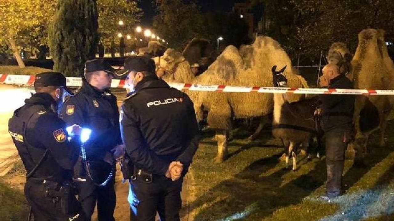 സർക്കസിൽ നിന്നും ഒളിച്ചോടി, തെരുവിൽ അലഞ്ഞുതിരിഞ്ഞ് നടന്ന് ഒട്ടകങ്ങളും ല്ലാമകളും സർക്കസിൽ നിന്നും ഒളിച്ചോടി, തെരുവിൽ അലഞ്ഞുതിരിഞ്ഞ് നടന്ന് ഒട്ടകങ്ങളും ല്ലാമകളും