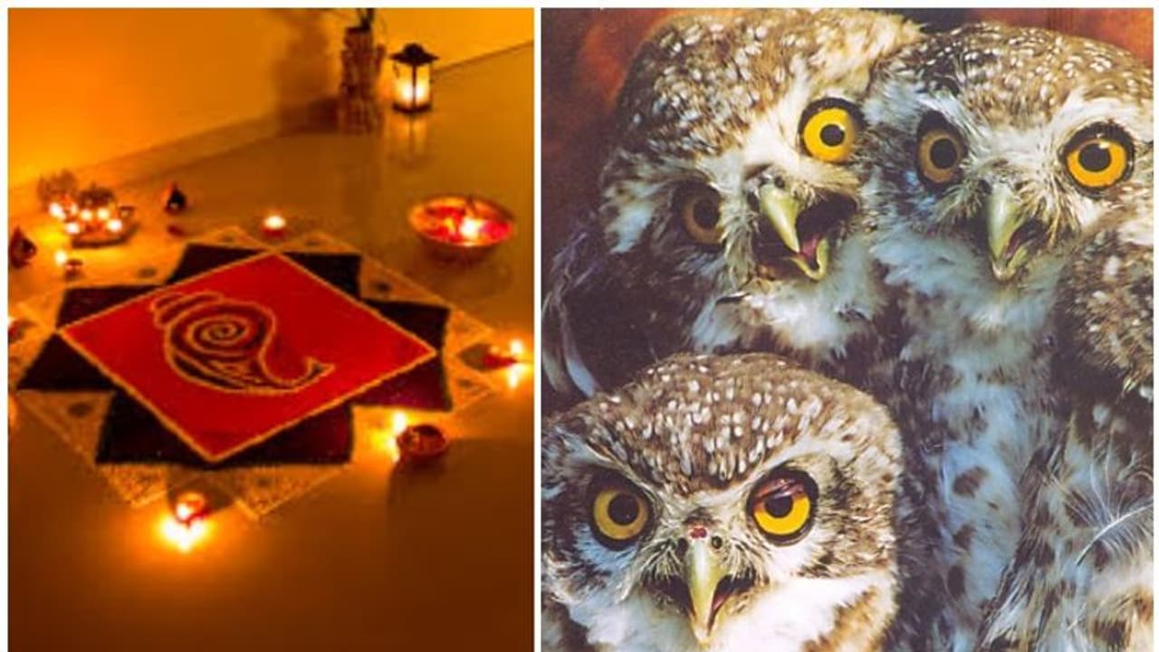 ദീപാവലിക്കാലം ഇന്ത്യയിലെ മൂങ്ങകൾക്ക് കുരുതിക്കാലമാവുന്നതിന് പിന്നിലെന്ത്? ദീപാവലിക്കാലം ഇന്ത്യയിലെ മൂങ്ങകൾക്ക് കുരുതിക്കാലമാവുന്നതിന് പിന്നിലെന്ത്?