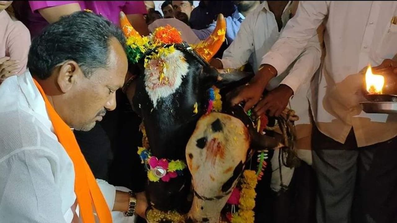 ದೇಗುಲ, ಗೋಶಾಲೆ, ಹಾಲು ಸಂಘಗಳಲ್ಲಿಂದು ಗೋ ಪೂಜೆ: ಸಚಿವ ಚವ್ಹಾಣ್ ದೇಗುಲ, ಗೋಶಾಲೆ, ಹಾಲು ಸಂಘಗಳಲ್ಲಿಂದು ಗೋ ಪೂಜೆ: ಸಚಿವ ಚವ್ಹಾಣ್