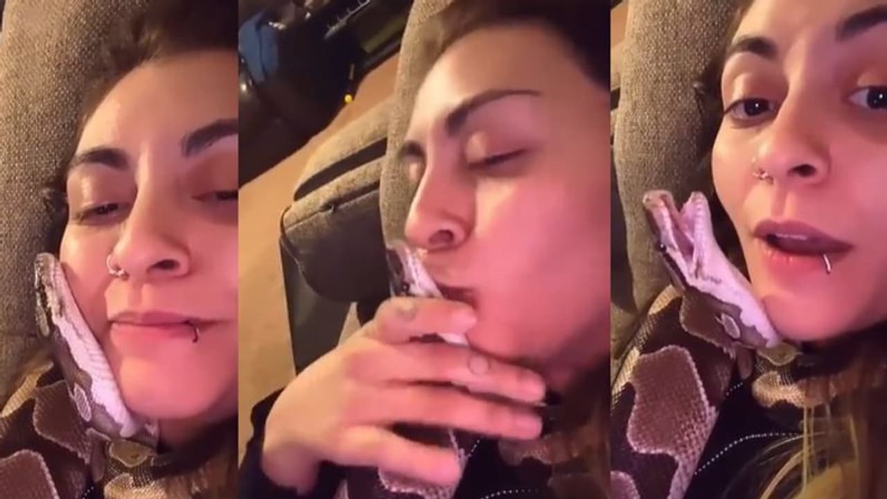 लड़की ने अपने होठों को जहरीले सांप की तरफ बढ़ाया, फिर कर लिया kiss, वायरल हुआ वीडियो लड़की ने अपने होठों को जहरीले सांप की तरफ बढ़ाया, फिर कर लिया kiss, वायरल हुआ वीडियो