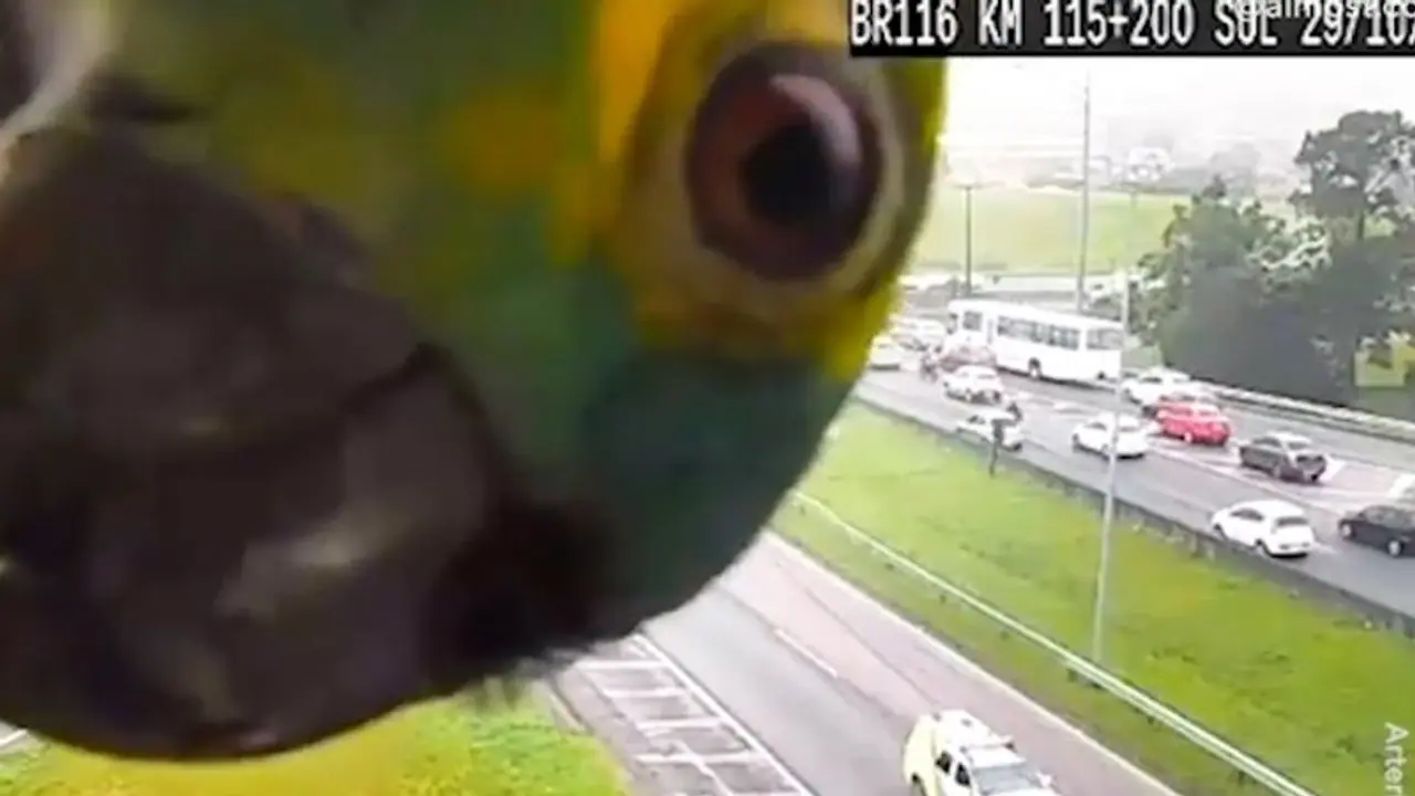 Brazil: Parrot playing peekaboo with traffic camera leaves internet in splits