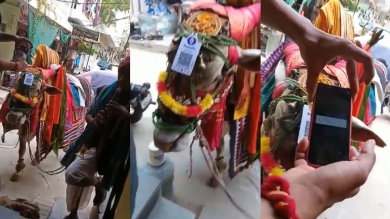 Demonetisation | കാളയുടെ തലയില്‍ ക്യുആര്‍ കോഡ് സ്കാന്‍ ചെയ്യാനുള്ള പേപ്പര്‍; വൈറലായി ഈ തെരുവുകലാകാരന്‍