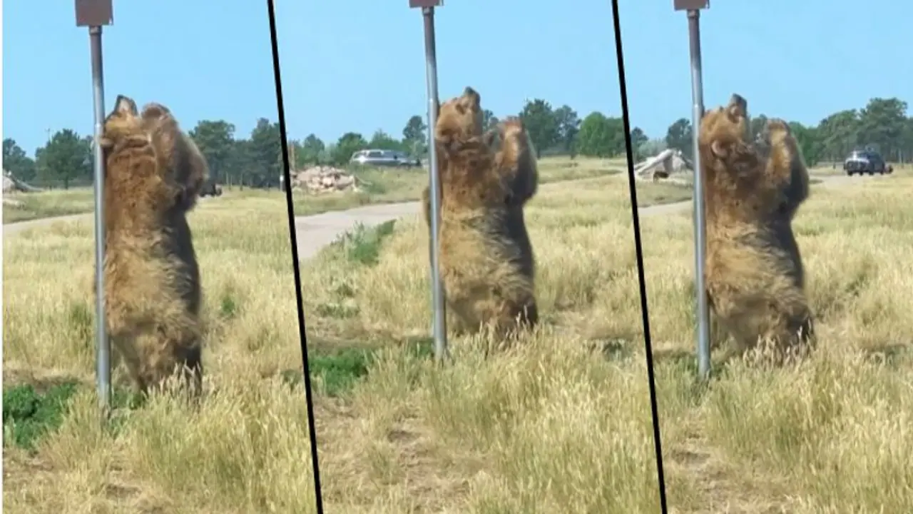 Watch: Bear scratches himself using pole; Internet call it 'dancing Bear' Watch: Bear scratches himself using pole; Internet call it 'dancing Bear'