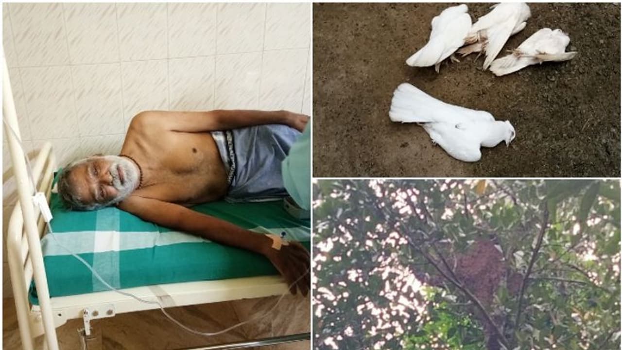 തൃശൂരിൽ കടന്നൽകൂട്ടം ഇളകി, നിരവധി പേർക്ക് കുത്തേറ്റു, പ്രാവുകൾ ചത്തു തൃശൂരിൽ കടന്നൽകൂട്ടം ഇളകി, നിരവധി പേർക്ക് കുത്തേറ്റു, പ്രാവുകൾ ചത്തു