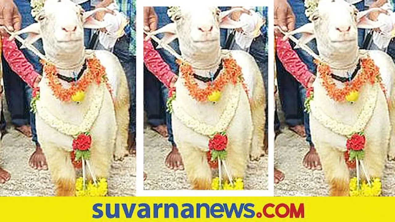 Mandya ಬರೋಬ್ಬರಿ 1.91 ಲಕ್ಷಕ್ಕೆ ಟಗರು ಮಾರಾಟ : ದಾಖಲೆ ಸೃಷ್ಟಿ Mandya ಬರೋಬ್ಬರಿ 1.91 ಲಕ್ಷಕ್ಕೆ ಟಗರು ಮಾರಾಟ : ದಾಖಲೆ ಸೃಷ್ಟಿ