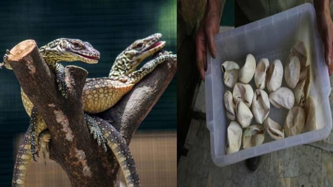 ഇവിടെ ഡ്രാഗണ് കുഞ്ഞുങ്ങൾ 35 എണ്ണം, വിരിയാനുള്ള മുട്ടകള് 40! ഇവിടെ ഡ്രാഗണ് കുഞ്ഞുങ്ങൾ 35 എണ്ണം, വിരിയാനുള്ള മുട്ടകള് 40!