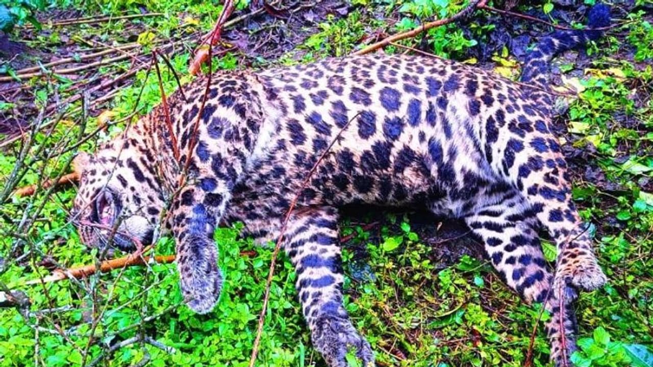 മറയൂർ തോട്ടം മേഖലയിൽ പുലിയെ ചത്തനിലയില് കണ്ടെത്തി മറയൂർ തോട്ടം മേഖലയിൽ പുലിയെ ചത്തനിലയില് കണ്ടെത്തി