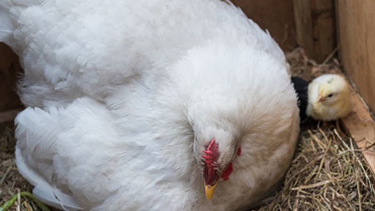 Cuteness alert: Hen warms up 3 kittens in cold weather; check out viral video