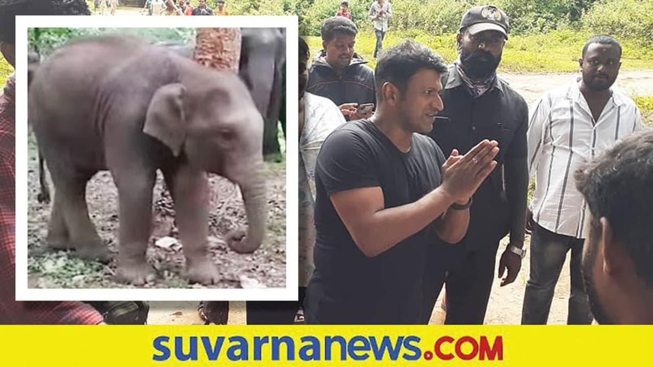 Sakrebailu Elephant Camp: ಮರಿಗೆ ಪುನೀತ್ ರಾಜ್ಕುಮಾರ್ ಹೆಸರು Sakrebailu Elephant Camp: ಮರಿಗೆ ಪುನೀತ್ ರಾಜ್ಕುಮಾರ್ ಹೆಸರು