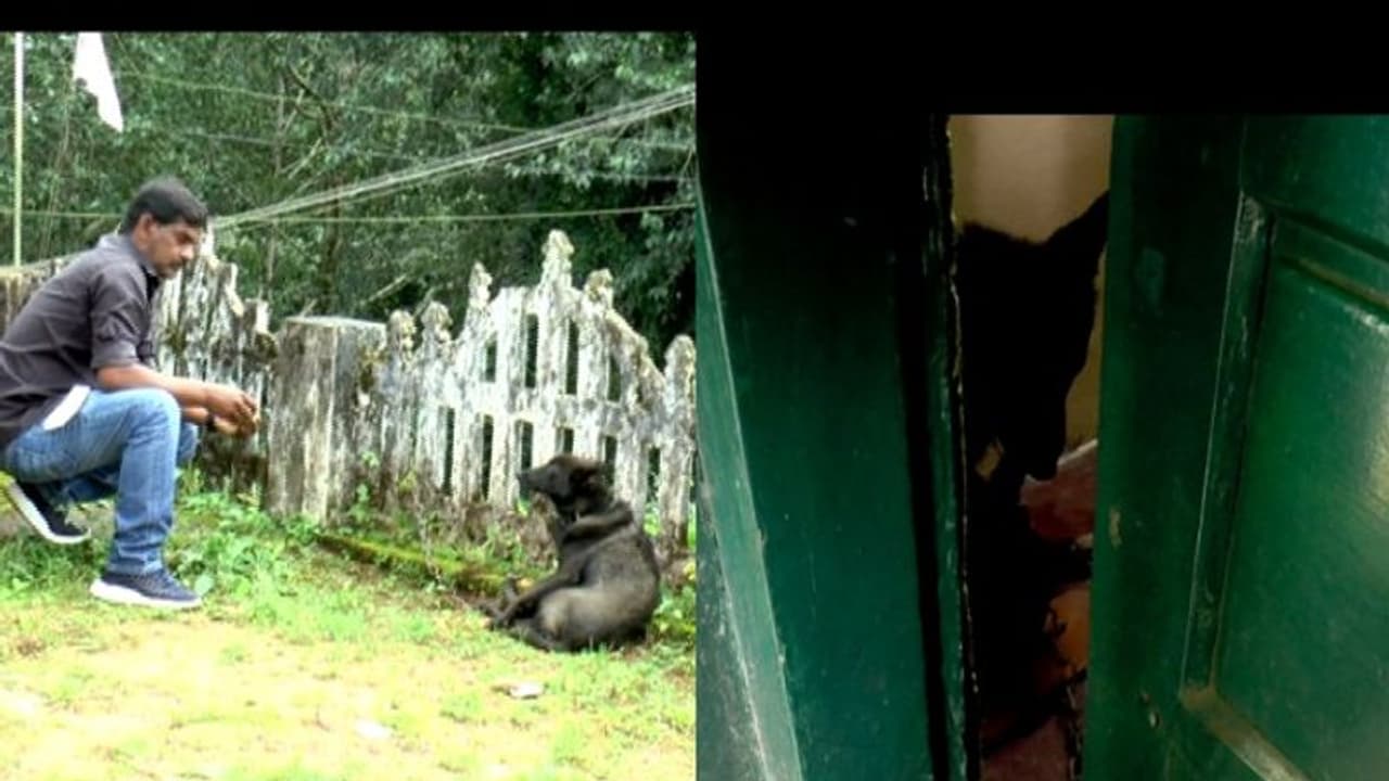 ചാരിയിട്ട വാതിൽ തുറന്ന് വീട് കയ്യടക്കി നായ; വീട്ടുടമയെ അകത്ത് കയറ്റാതെ വെട്ടിലാക്കിയത് മണിക്കൂറുകൾ