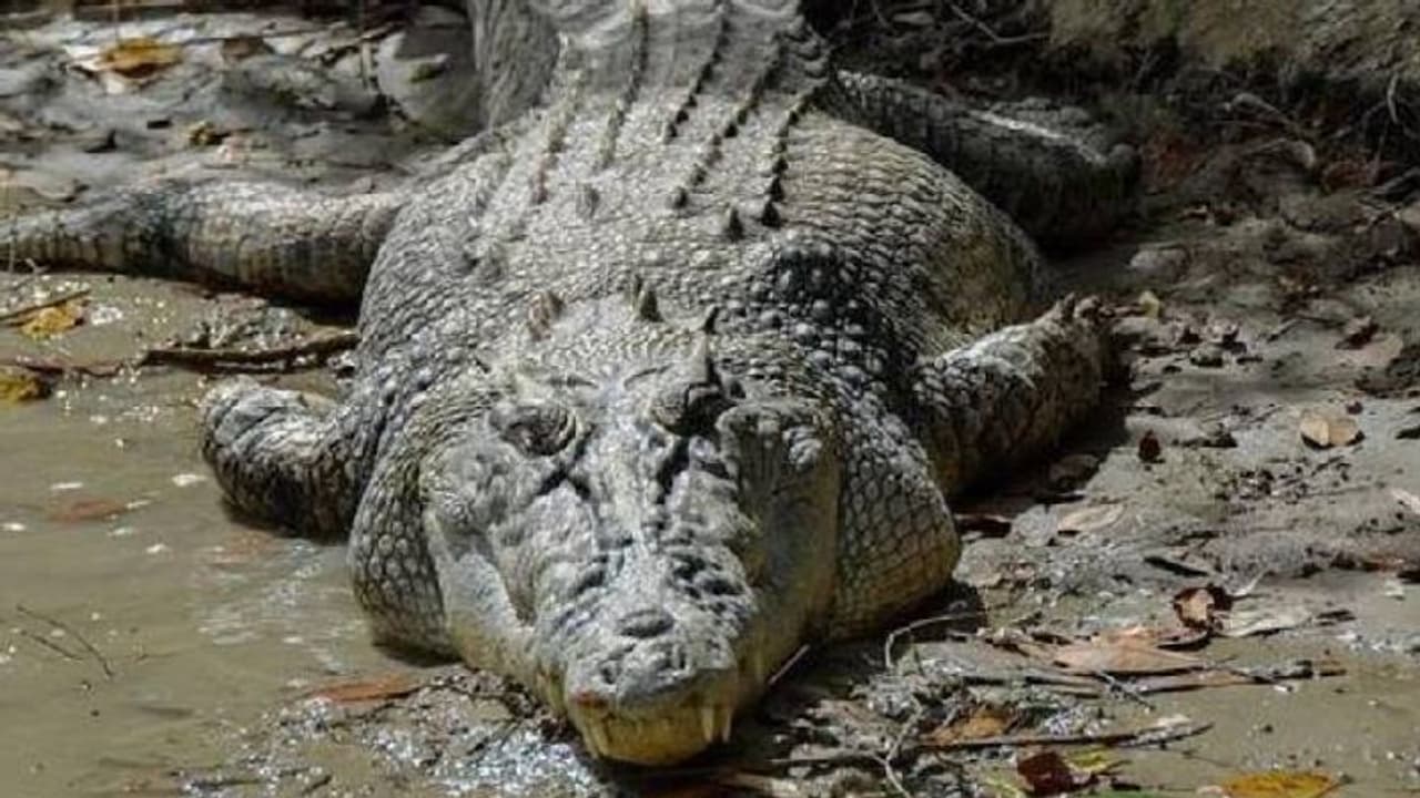 11 साल कैद में रहने वाले गिनीज रिकॉर्ड धारी मगरमच्छ की हुई मौत, जानिए उससे जुड़ी रोमांचक कहानी 11 साल कैद में रहने वाले गिनीज रिकॉर्ड धारी मगरमच्छ की हुई मौत, जानिए उससे जुड़ी रोमांचक कहानी