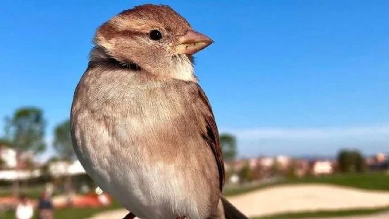 കുരുവിക്കുഞ്ഞിനെ ദത്തെടുത്ത ദമ്പതികൾ, പറന്നുപോകാൻ വിട്ടിട്ടും പോകാതെ ചിബി, ഒരപൂർവ സ്നേഹം കുരുവിക്കുഞ്ഞിനെ ദത്തെടുത്ത ദമ്പതികൾ, പറന്നുപോകാൻ വിട്ടിട്ടും പോകാതെ ചിബി, ഒരപൂർവ സ്നേഹം