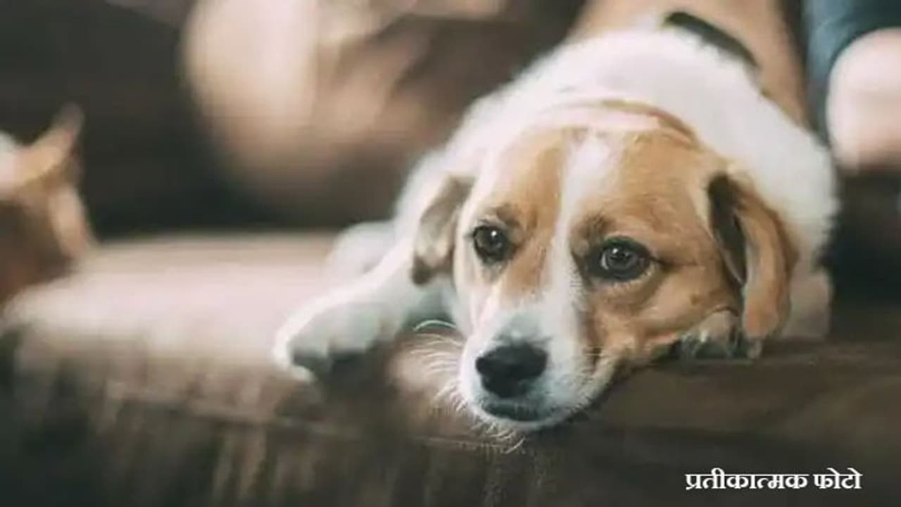 Corona virus: ब्रिटेन में डॉग निकला पॉजिटिव, जानवरों के संपर्क से पहले और बाद में अच्छे से हाथ धोएं Corona virus: ब्रिटेन में डॉग निकला पॉजिटिव, जानवरों के संपर्क से पहले और बाद में अच्छे से हाथ धोएं