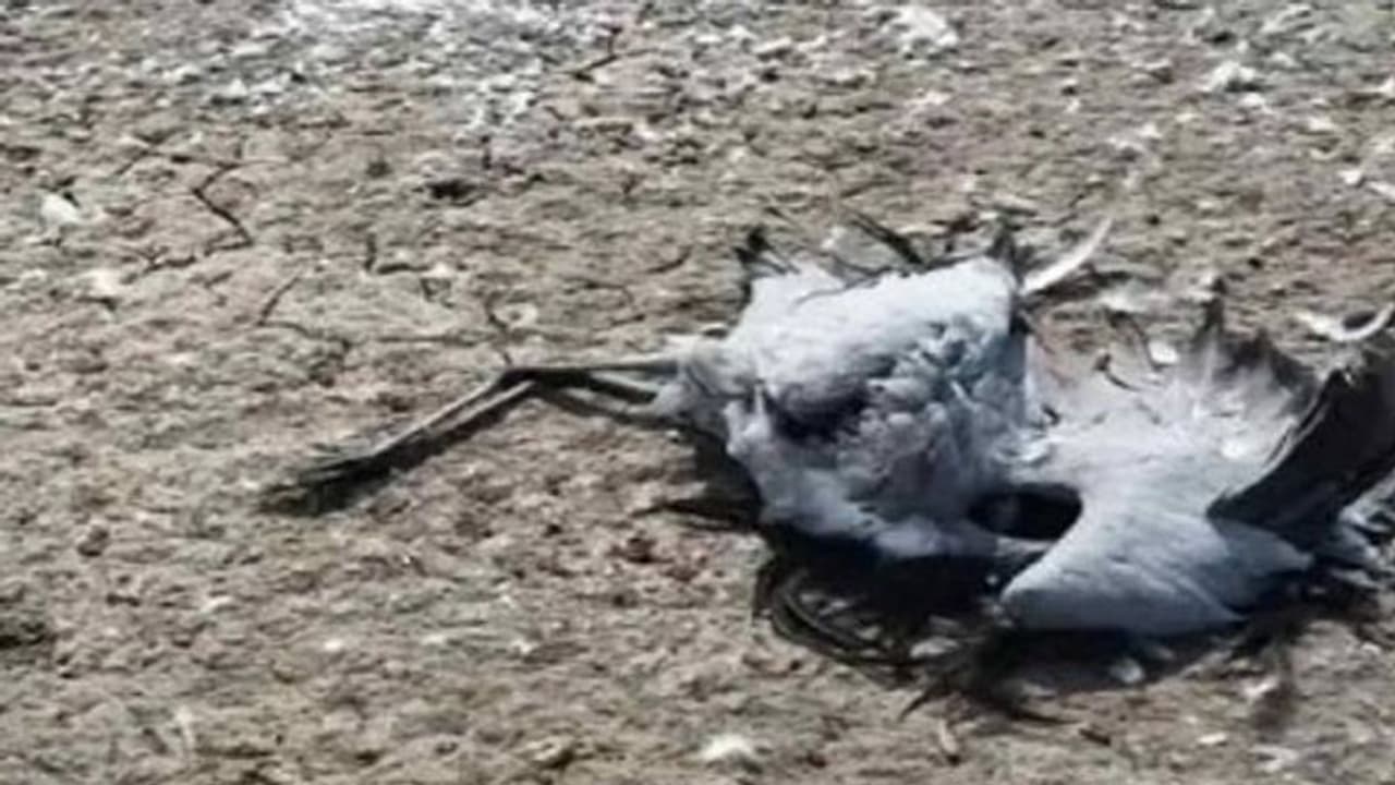 കൂട്ടത്തോടെ ചത്തനിലയിൽ ഡമോയ്സെല്ലി കൊക്കുകൾ, രോഗം ബാധിച്ചതും നിരവധി കൂട്ടത്തോടെ ചത്തനിലയിൽ ഡമോയ്സെല്ലി കൊക്കുകൾ, രോഗം ബാധിച്ചതും നിരവധി