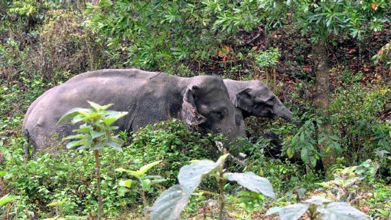 Elephant Attack ৪০ দাঁতালের তাণ্ডবে তীব্র আতঙ্ক পূর্ব বর্ধমানে, নষ্ট বিঘের পর বিঘে জমির ফসল Elephant Attack ৪০ দাঁতালের তাণ্ডবে তীব্র আতঙ্ক পূর্ব বর্ধমানে, নষ্ট বিঘের পর বিঘে জমির ফসল
