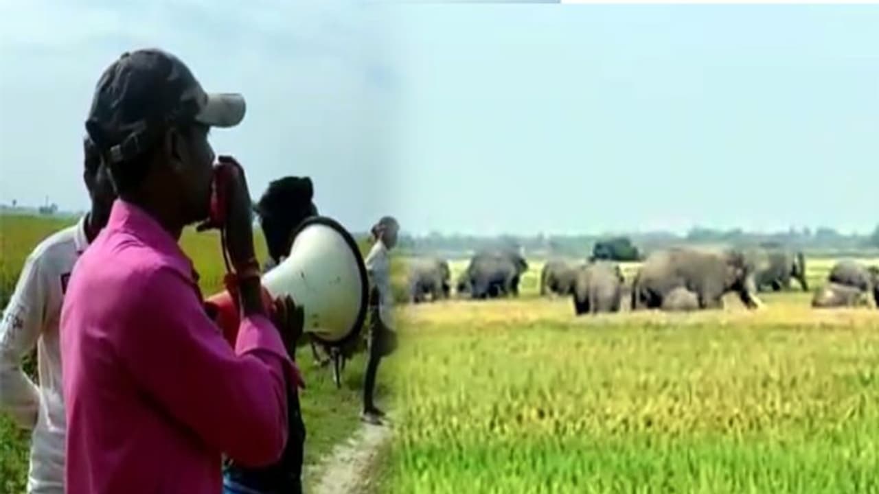 East Bardhaman Elephant হাতির হানায় তটস্থ পূর্ব বর্ধমান! আউশগ্রামে দাঁতালের হানায় আহত ১ East Bardhaman Elephant হাতির হানায় তটস্থ পূর্ব বর্ধমান! আউশগ্রামে দাঁতালের হানায় আহত ১