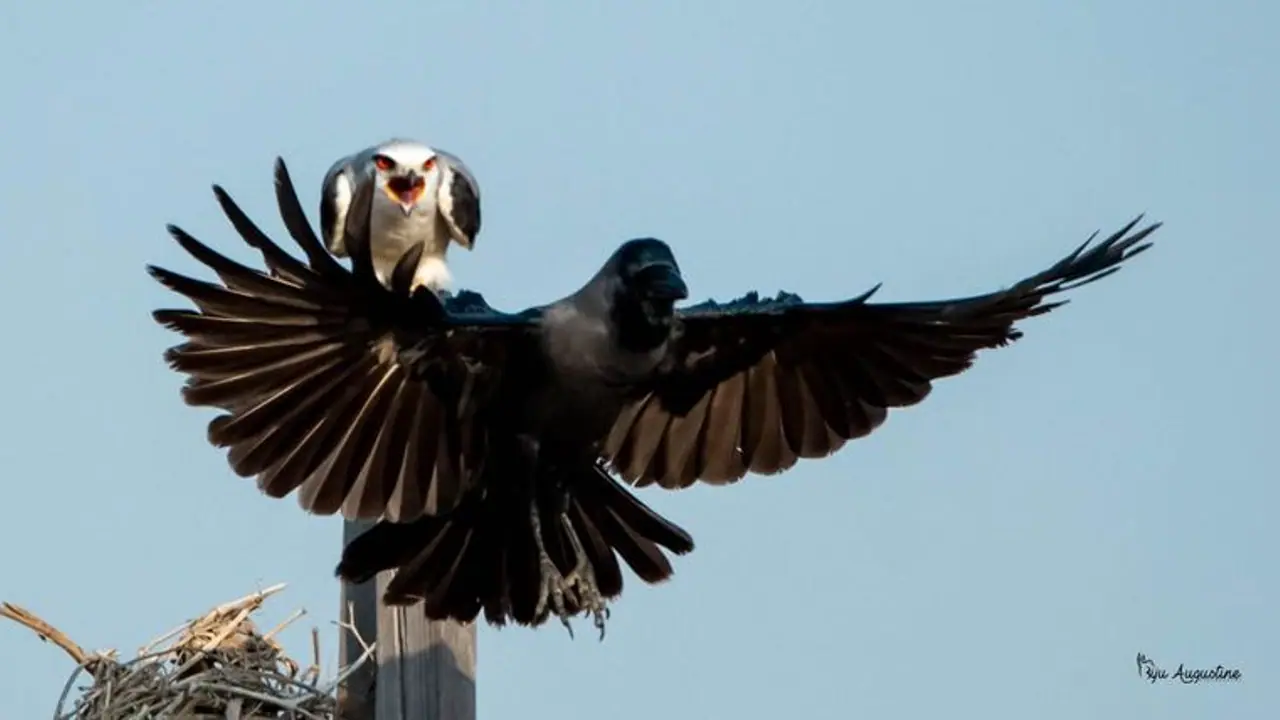 বাড়ির ছাদে কাক এসে বসা শুভ নাকি অশুভ? জেনে নিন জ্যোতিষশাস্ত্রের বিচার