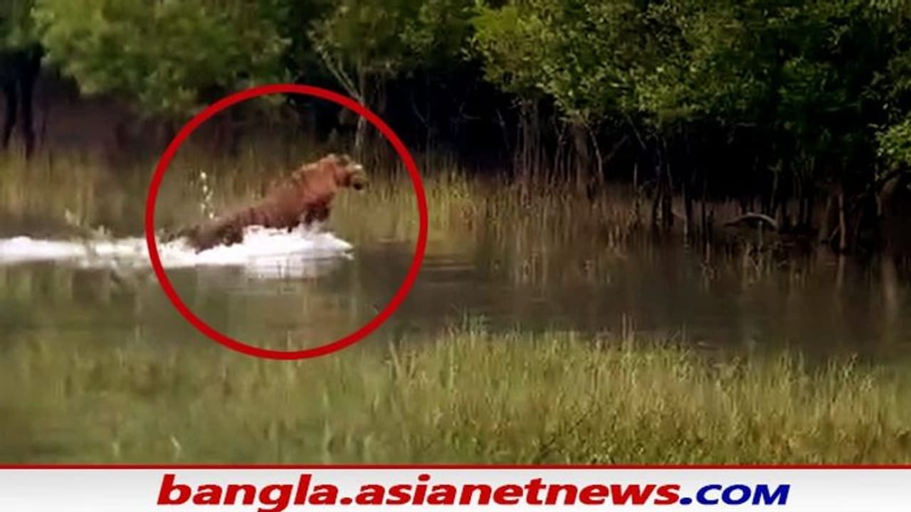Royal Bengal Tiger মরশুমের শুরুতেই সুন্দরবনে বাঘের দেখা, দারুণ খুশি পর্যটকরা Royal Bengal Tiger মরশুমের শুরুতেই সুন্দরবনে বাঘের দেখা, দারুণ খুশি পর্যটকরা